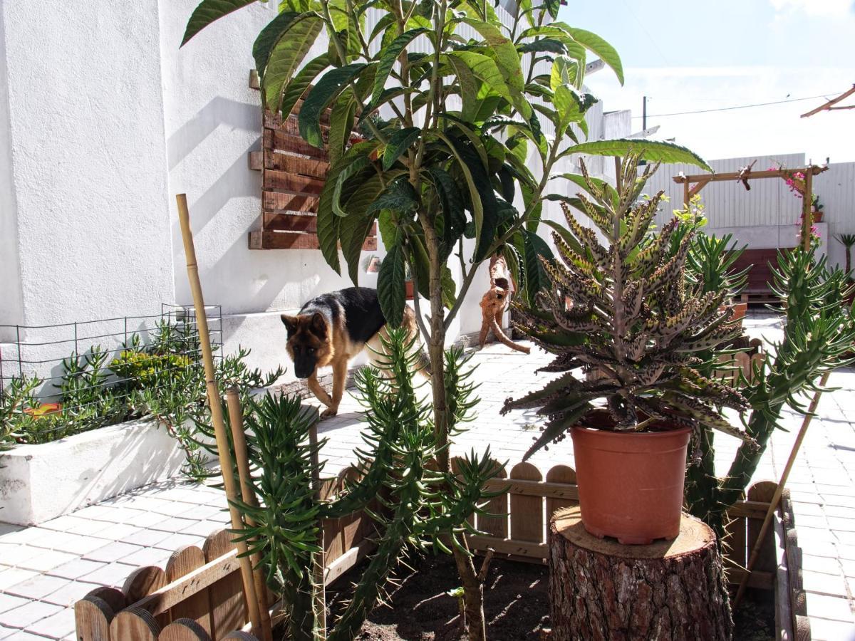 Apartment Toca Do Lobo